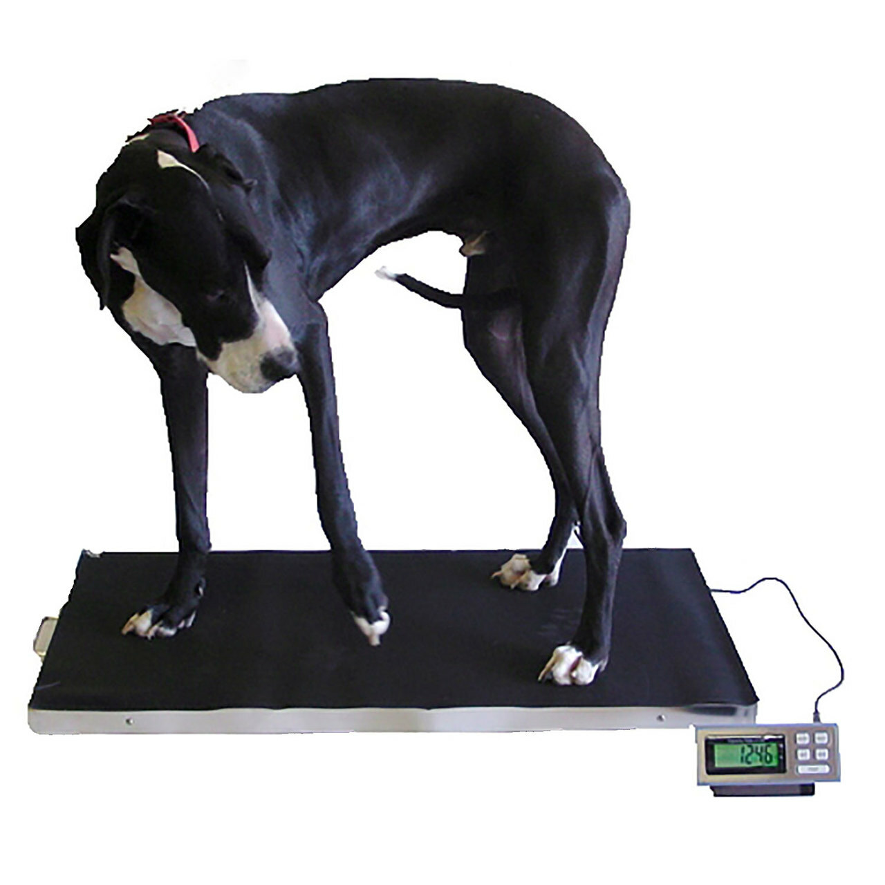 Dog on an animal weighing scale